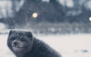 Картинка unsplash, winter wildlife, зима, снег, лед, ремикс, дикая природа