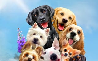 Картинка chien, животные, собаки