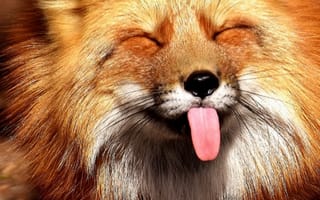 Картинка животные, лиса