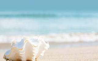 Картинка mito 2, mito 2 sea shell, природа, пейзаж, море, раковина
