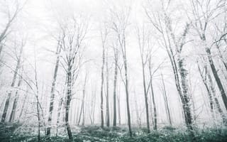 Картинка cold wood, белые, зеленые, зима, дерево, холодное, холод
