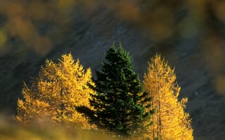 Картинка природа, дерево