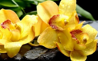 Картинка желтые, капли, камни, спа, орхидеи