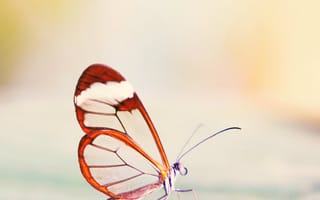 Картинка природа, бабочки