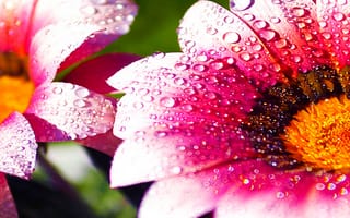 Картинка hd, прекрасные, лучшие, айпад, лепестки