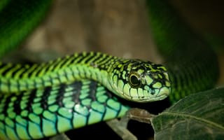 Картинка dispholidus p, r dispholidus, dispholidus