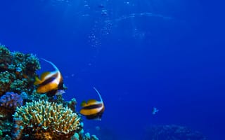 Картинка undersea, океан, рыба, подводные, кораллы