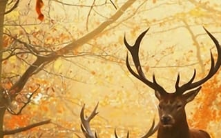 Картинка осень, фотографии, на улице