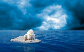 Картинка arctic, facepalm, lost, oh nooooo, белые, забавные, море, лед, медведь, полярный