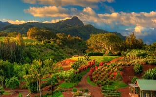 Картинка tropical hawaii, природа, дерево, горы, тропические, путь, пальмы, растения, гавайи