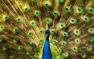 Картинка peacock and feathers, животные, птицы, перо, перья, павлин