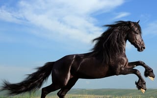 Картинка черные, животные, лошадь