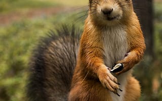 Картинка hayvan, sevimli, sincap, tatli