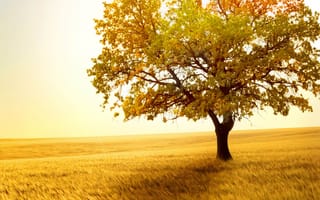 Картинка summer hd, дерево, лето