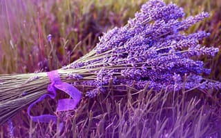 Картинка фиолетовые, поле, букет, лаванда, лента