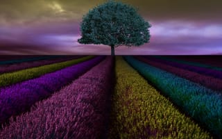 Картинка g5, lg, g5 inverse, дерево, трава, поле, растения