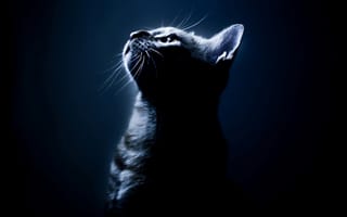 Картинка kitty after dark, темные, кошки, котята, кошачий