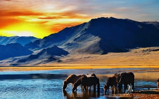 Картинка природа, пейзаж, закат, горы, озеро, животные, восход, лошади