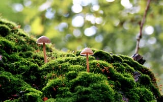 Картинка hd, грибы