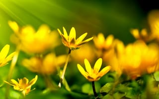 Картинка jd, florets, футбольные клубы
