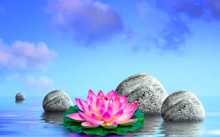 Картинка вода, камни, спа, лилия