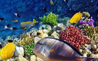Картинка corals, вода, море, рыба, морской