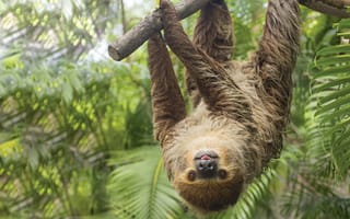 Картинка sloth, hanging sloth, крутые, забавные, животные