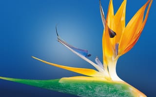 Картинка lower, bird of paradise, птицы, рай