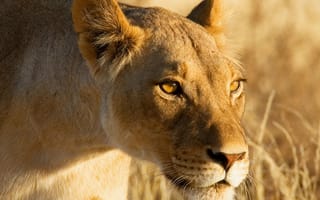 Картинка 2160x1920, lion eyes, лев, глаза