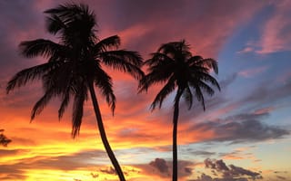 Картинка calming, красочные, дерево, деревья, пальмы