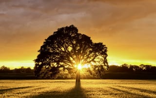 Картинка tree of sunset, закат, дерево