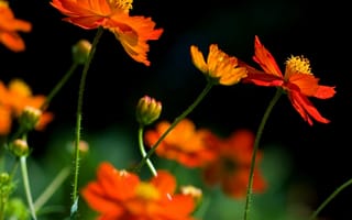 Картинка jp, xt, луг