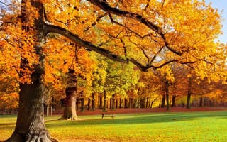 Картинка noon, природа, пейзаж, деревья, осень, листья, парк