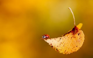 Картинка hd, ja autumn, осень