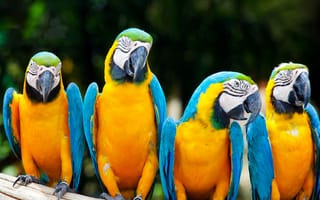 Картинка african macaw, птицы