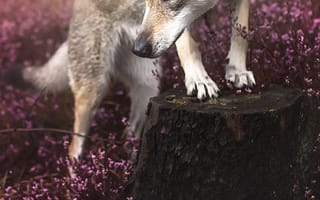 Картинка волк, собаки, дикие