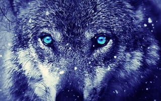 Картинка темные, животные, лес, волк