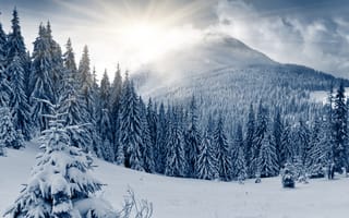 Картинка зима, снег, дерево, солнце, лес, холм