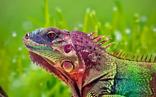Картинка chameleon, цветные, животные, ящерица