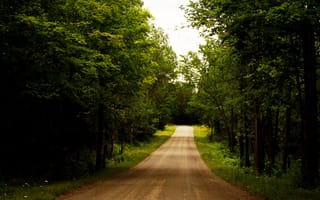 Картинка rural route, зеленые, дерево, свет, дорога, деревья, путь, страна, маршрут