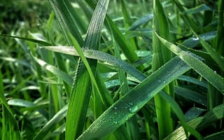 Картинка for windows vista, зеленые, трава