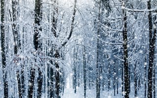Картинка park trees, snow winter, winter trees, пейзаж, зима, снег, деревья, солнечный свет, парк