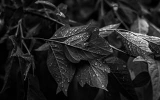 Картинка black nature, черные, природа, минимализм