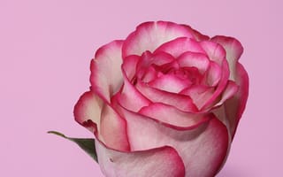 Картинка love, pink 1, любовь, розовые, цветные, романтика