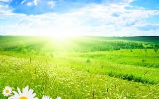 Картинка солнце, лето, маргаритка, луг