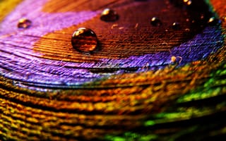 Картинка красочные, вода, радуга, дождь, перо, павлин, цветные, капли воды