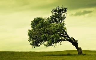 Картинка green landscape, spring tree nature, super natural, природа, зеленые, пейзаж, супер, дерево, весна, естественные