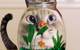 Картинка the cat, кошки