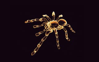 Картинка tarantula, неоновые, паук
