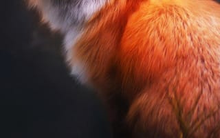 Картинка дикие, лиса, мех